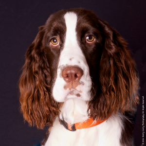 Chips - New Years Eve.png